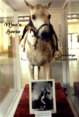 MAO ZEDONG'S HORSE 
On Display in Yan'an, China, Photograpshed by GWENDOLYN STEWART, c. 2013; 
All Rights Reserved